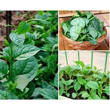 Green Climbing Malabar Spinach, 100 Seeds - Variant1 - View 3