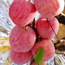 Semillas de árbol de manzana Dwarf Honeycrisp, plantas vivas en , semillas de vegetales, plantas de hosta, plantas vivas, plantas de jardinería, semillas de flores, plantas de flores para exteriores, semillas de flores para sembrar,  de jardinería, todas las plantas vivas en , no semillas, plantas vivas en , plantas para exteriores, repelente de mosquitos, plantas perennes de jardín, semillas para plantar, plantas vivas en , no semillas, semillas de flores perennes, semillas de plantas - 50 - Ver 5