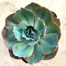 Echeveria Sahara PP27514 Currently In A Pack Of 100 Seeds