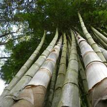 Seltene 100 Giant Bamboo Seeds 2024 - Dendrocalamus Giganteus Live Plants   Vegetable Seeds Hosta Plants Live Plants Garden Plants Flower Seeds Plants For Outdoor Semillas De Flores Para Sembrar Garden   All  Live Plants No Seeds Live Plants   Plants For Outdoor Mosquito Protection Outdoor Garden Perennial Plants Seeds For Planting Live Plants  No Seeds Perennial Seeds Plant Seeds