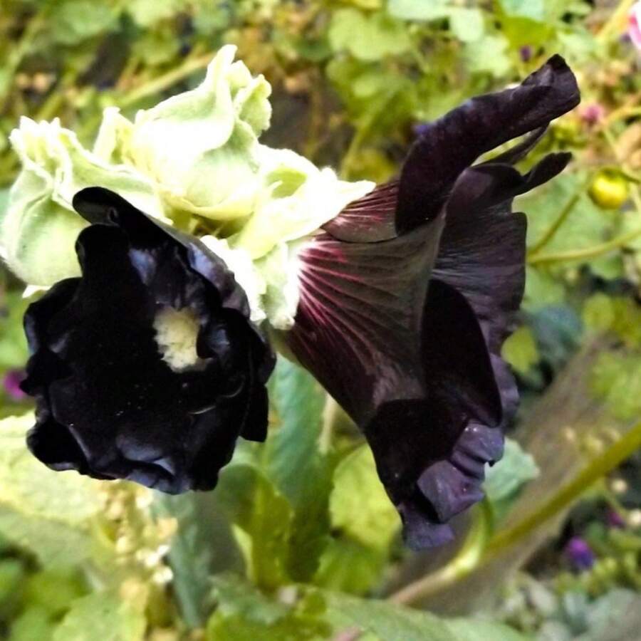 20 Large Mothers Garden Flower Seeds, Black Peony - 變體1 - 查看 1