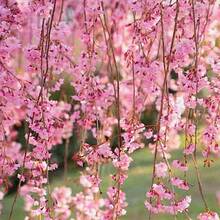 Cherry Blossom Plants With Hanging Branches, Used For Planting Seeds In Or In The Home Garden - 100 - 查看 5