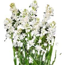 300 Fragrant White Double Jasmine Bulbs, Suitable For Planting Indoors And Outdoors.