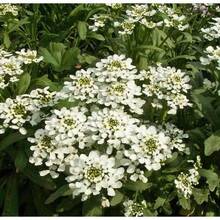 Miel 100 Flor Blanca Semillas exclusivas de alta calidad, Rocket Emperor y Iberian Queen Plantas de cobertura de suelo Como jardinería principiante y un regalo precioso para pequeños jardineros - 100 - Ver 3