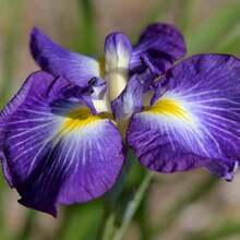 Japanese Iris Seeds Iris Ensata Attract Pollinators, Beautiful And Complex Flowers That Stand Out In Aquatic Gardens, Along Pond Edges, Or In Perennial Gardens, 100 Pieces