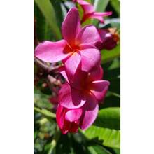 Plumeria - Frangipani, Pink 100 Seeds, Fresh 2025, From Southwest Florida - 變體1 - 查看 5