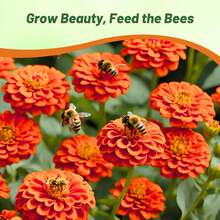 Orange-Colored Zinnia Seeds 200 Pieces One-Year Winter Hardy Drought-Resistant Tall Flower Seeds For Outdoor Construction Ball-Shaped Flowers For Pollinators Gardens Containers