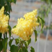 Gift 500 Pieces 100 Pieces Seeds GARDEN Boxwood Seeds Bloom Versatile Fragrant Flower Shrub Accent Plant Eye-Catching Privacy Very Winter Hardy Low Maintenance - 100粒種子 - 查看 4