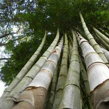 Seltene 100 Giant Bamboo Seeds 2024 - Dendrocalamus Giganteus Live Plants   Vegetable Seeds Hosta Plants Live Plants Garden Plants Flower Seeds Plants For Outdoor Semillas De Flores Para Sembrar Garden   All  Live Plants No Seeds Live Plants   Plants For Outdoor Mosquito Protection Outdoor Garden Perennial Plants Seeds For Planting Live Plants  No Seeds Perennial Seeds Plant Seeds