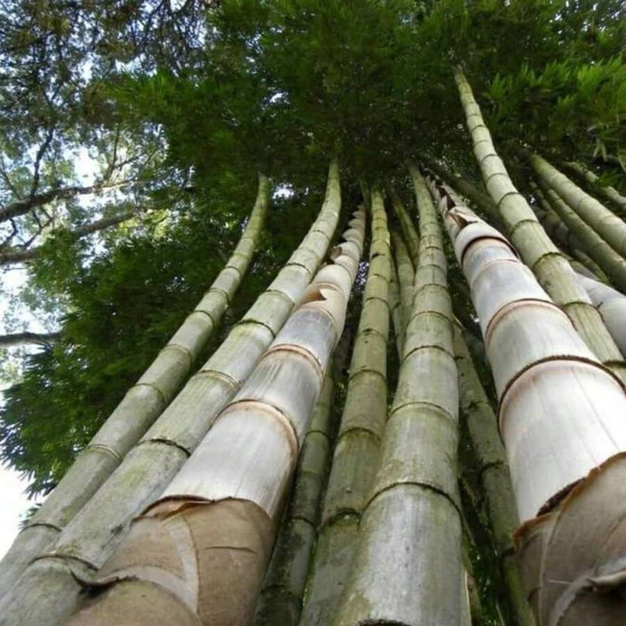 Seltene 100 Giant Bamboo Seeds 2024 - Dendrocalamus Giganteus Live Plants   Vegetable Seeds Hosta Plants Live Plants Garden Plants Flower Seeds Plants For Outdoor Semillas De Flores Para Sembrar Garden   All  Live Plants No Seeds Live Plants   Plants For Outdoor Mosquito Protection Outdoor Garden Perennial Plants Seeds For Planting Live Plants  No Seeds Perennial Seeds Plant Seeds