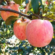 Semillas de árbol de manzana Dwarf Honeycrisp, plantas vivas en , semillas de vegetales, plantas de hosta, plantas vivas, plantas de jardinería, semillas de flores, plantas de flores para exteriores, semillas de flores para sembrar,  de jardinería, todas las plantas vivas en , no semillas, plantas vivas en , plantas para exteriores, repelente de mosquitos, plantas perennes de jardín, semillas para plantar, plantas vivas en , no semillas, semillas de flores perennes, semillas de plantas - 50 - Ver 6