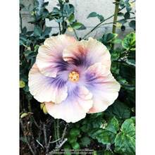 174 Pieces Of Hibiscus Syriacus Seeds For Home Garden Decoration