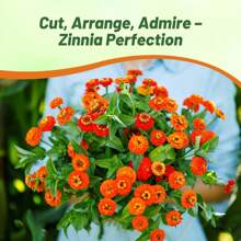 Orange-Colored Zinnia Seeds 200 Pieces One-Year Winter Hardy Drought-Resistant Tall Flower Seeds For Outdoor Construction Ball-Shaped Flowers For Pollinators Gardens Containers