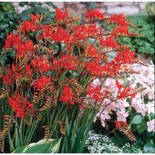 210 semillas Crocosmia rojas importadas, resistentes, floración vistosa, jardinera exótica, plantas perennes para atraer colibríes y mariposas, fácil de plantar, decoración ornamental para exteriores - 210 - Ver 3