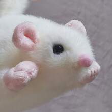 可爱仿真老鼠毛绒玩具逼真老鼠填充动物模型玩偶礼物儿童收藏生日装饰 - 多色 - 查看 5