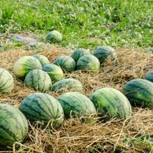 Black Diamond Watermelon Vegetable Planting Fruit Planting Suitable For Garden Enthusiasts