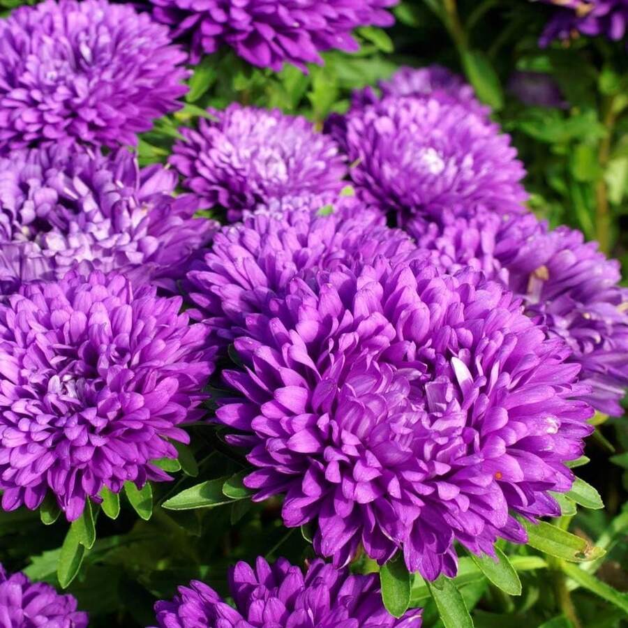 Outsidepride 1000 Seeds Annual Callistephus Scarlet Dwarf Milady Aster Flower Seeds For Planting