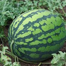 Black Diamond Watermelon Vegetable Planting Fruit Planting Suitable For Garden Enthusiasts
