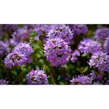 20000 Magical Blue Creeping Thymus Seeds For Planting Ground Cover Plants Heirloom Flower Perennial Thymus Non-GMO Thymus Serpyllum Seeds
