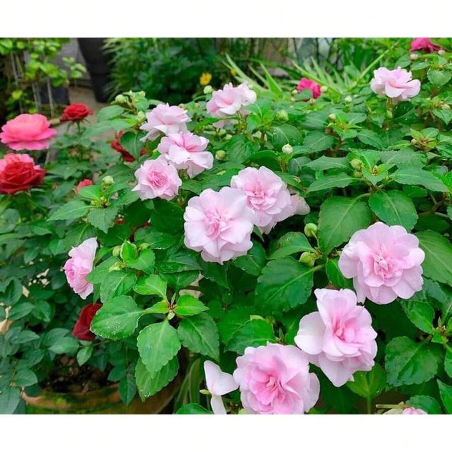 100 Pieces Of Mixed Double-Leaf Camelion Impatiens Seeds - 100件 - 查看 1