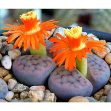 Mixed Color Rare Succulent Seeds Flower Plant MHD200 Pieces Seeds