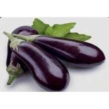 Black Beauty EGGPLANT Seeds Are Openly Pollinated.