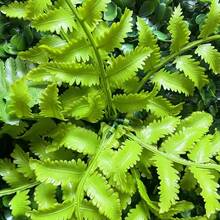 1片人造绿色植物墙板 | 40x60厘米 | 塑料材质 | 无需电源或电池 | DIY家居花园装饰 | 适用于户外露台、婚礼、圣诞节、感恩节、情人节、母亲节和毕业典礼装饰 | 易于使用，植物逼真 - 綠色 - 查看 6