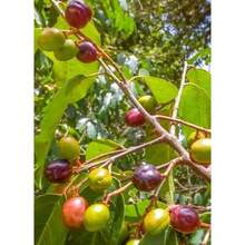 Kirschbaum Wildgattung - 12 Pcs - 種子 - 查看 2