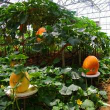 Semillas Alta tasa de germinación Semillas de calabaza gigante al por mayor Ornamental Comestible Grande Semillas de vegetales de calabaza de las cuatro estaciones Empresa de semillas de vegetales Flores al aire libre Plantas Horticultura Naturaleza - 40 piezas - Ver 6