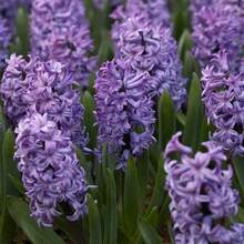 Semillas de bulbo de jacinto del Atlántico mezcla jardines bulbos floración intensa colores azul/lila fáciles de cultivar decoración interior/exterior aroma característico - 300 piezas - Ver 2