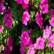 79 Double Petal Rose Four Seasons Flower Outdoor Flower Easy To Care For Flower Summer Garden Flower Single Planting - 61pcs - 查看 3