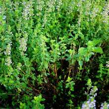 20000 Magical Blue Creeping Thymus Seeds For Planting Ground Cover Plants Heirloom Flower Perennial Thymus Non-GMO Thymus Serpyllum Seeds