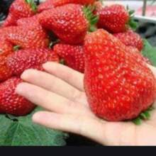 Bonsai Seeds 200 Pieces Strawberry Seeds Garden Seeds For Growing Perennial Flowers Houseplant Plants Planting Home Tree