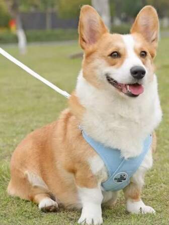 One New Style Pet Leash Vest-Type Dog Chest Harness With Reflective Dog Leash, Suitable For All Seasons Pet Supplies