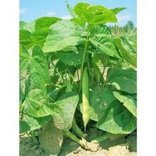 300 piezas de semillas de frijol natural, flores al aire libre, plantas, horticultura, naturaleza - 300 piezas - Ver 6