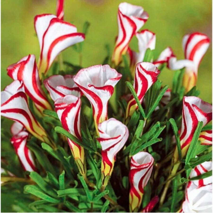 240 Pieces Thin Leaves Rare Flower Garden Plants - Exotic, Unique And Beautiful Flowers For The Home Garden, Suitable For Indoor And Outdoor Construction, Easy-To-Grow Perennial Flower Plants That Attract Pollinators And Improve Gardening