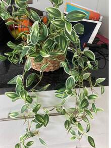 75厘米人造藤蔓叶子，仿真吊兰，丝绸叶子，绿色竹编藤蔓，适用于家居花园婚礼情人节装饰，不含花盆，1件装