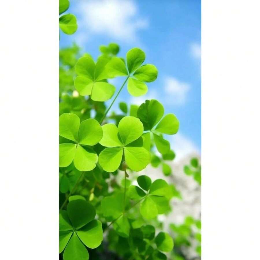 Take A Look At This Diverse Product Range, Including Vegetables, Fruits, Flowers, And More, To Add Color To Your Strong And Vibrant Brand.