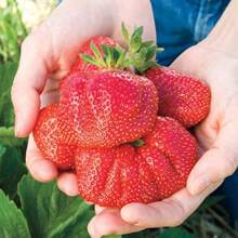 Bonsai Seeds 200 Pieces Strawberry Seeds Garden Seeds For Growing Perennial Flowers Houseplant Plants Planting Home Tree