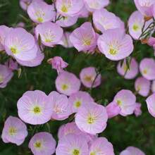 Sow Right Seeds 150 Pieces Nightshade Seeds, Perennial P Plants On , Vegetable Seeds, Hosta Plants, Live Plants, Garden Flower Seeds, Plants For Outdoors, Mosquito Repellent, Perennial Garden Plants, Seeds For Planting, Not Seeds, Perennial Flower Seeds, Plant Seeds