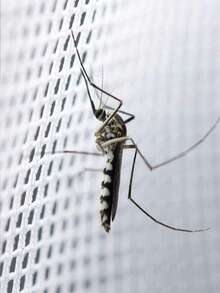 1Pc Outdoor Camping Mosquito Net Bed Tent, Can Be Used As Room Decoration Anti-Insect Hanging Tent, For Outdoor Camping,Elgant Hung Dome Mosquito Net For Double Bed Summer Polyester Mesh Fabric Home Bedroom Adults Hanging Decor,White - Multicolor - View 9