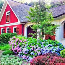 Hydrangea Seeds, Hydrangea Seeds, Seeds To Plant Throughout The Year, Easy To Grow In Garden, Outdoor Flowers And Plant Seeds