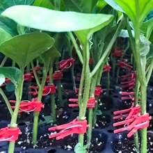 50 piezas de Clips de injerto, utilizados especialmente para el injerto de pepino, sandía, berenjena y plántulas de tomate