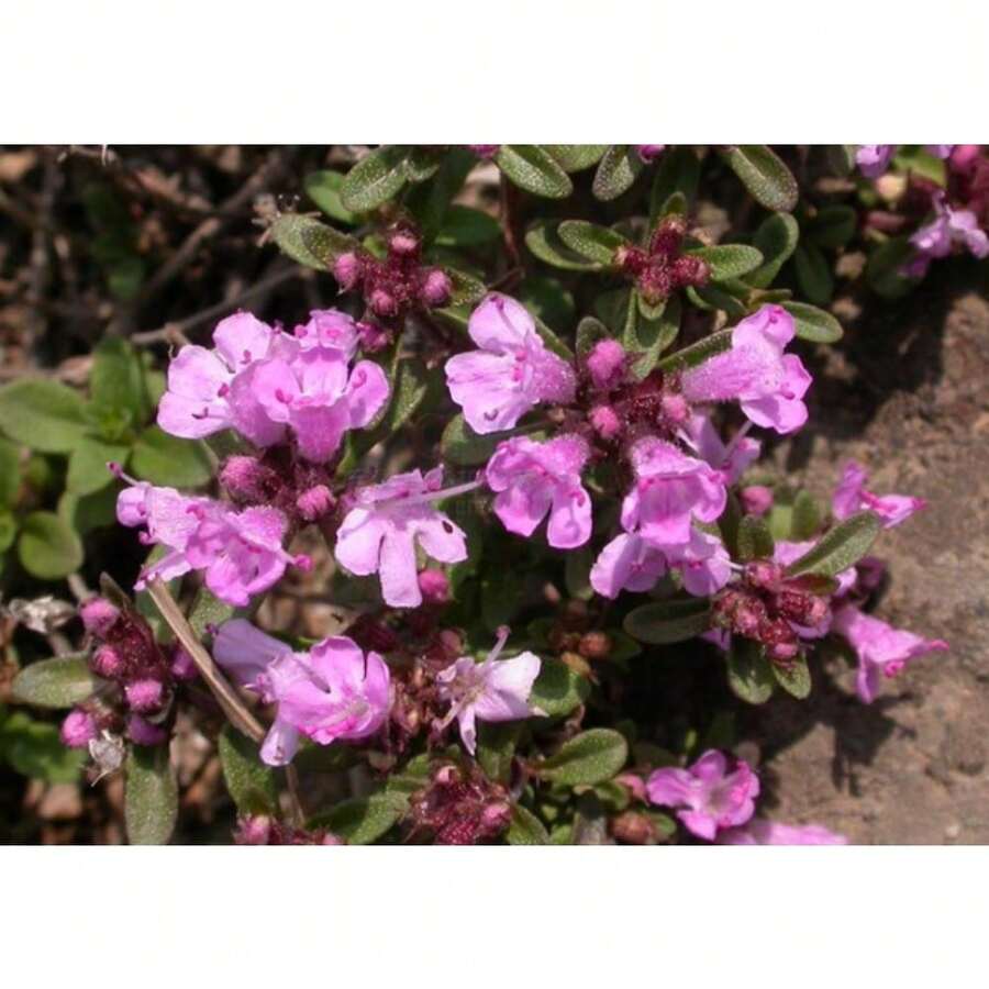 20000 Magical Blue Creeping Thymus Seeds For Planting Ground Cover Plants Heirloom Flower Perennial Thymus Non-GMO Thymus Serpyllum Seeds