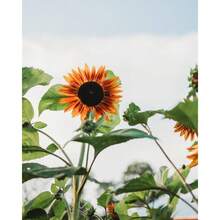 Veet -50 - Wunderschönes Sandelholzfarbener Stück, Das Polierende Insekten Anlockt Und Perfekt Für Die Dekoration Von Betten Ist. GMO-Free Suower Seeds Suitable For Planting In The Home Garden, Provided By Thresh Seed Company