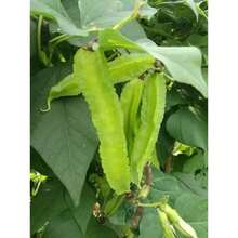 354pcs Four Sided Bean Seeds Dragon Bean Bean Paste Fruit Bean Asparagus Bean