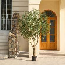 Olive Tree Artificial 8FT Tall - UV Resistant Faux Olive Trees With Strong Trunk For Indoor & Outdoor - Large Potted Silk Fake Plant For Indoor Home Living Room Office Patio Decor - màu xanh lá - Xem 7