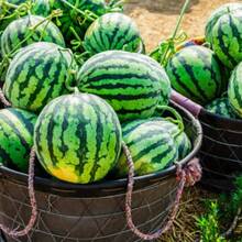Black Diamond Watermelon Vegetable Planting Fruit Planting Suitable For Garden Enthusiasts