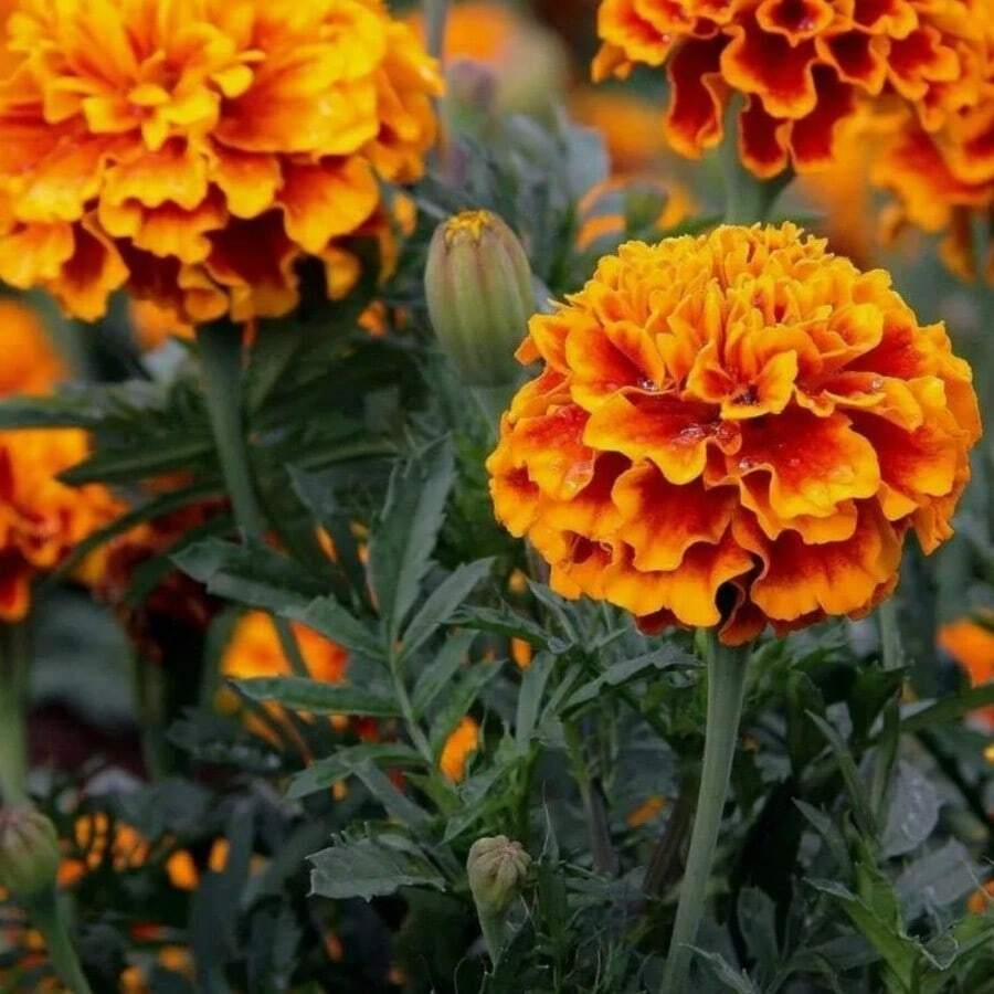 1500 Seeds Patula Ring Flowers Garden Flowers Seed Mix For Planting Annuals - 1500Pcs - 查看 1