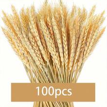 100/50/20/10/5/1pcs金色麦穗干花花束开业花篮大麦装饰拍照道具稻穗仿真造景金色麦穗干花花束开业花篮大麦装饰拍照 - 彩色 - 查看 9